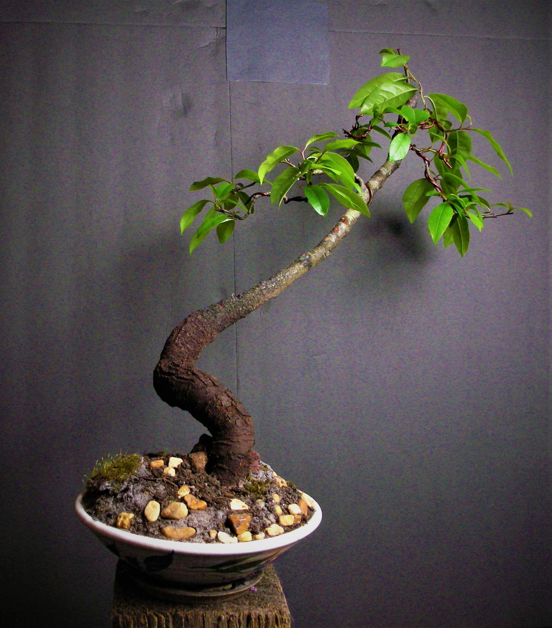 Wild Black Cherry bonsai