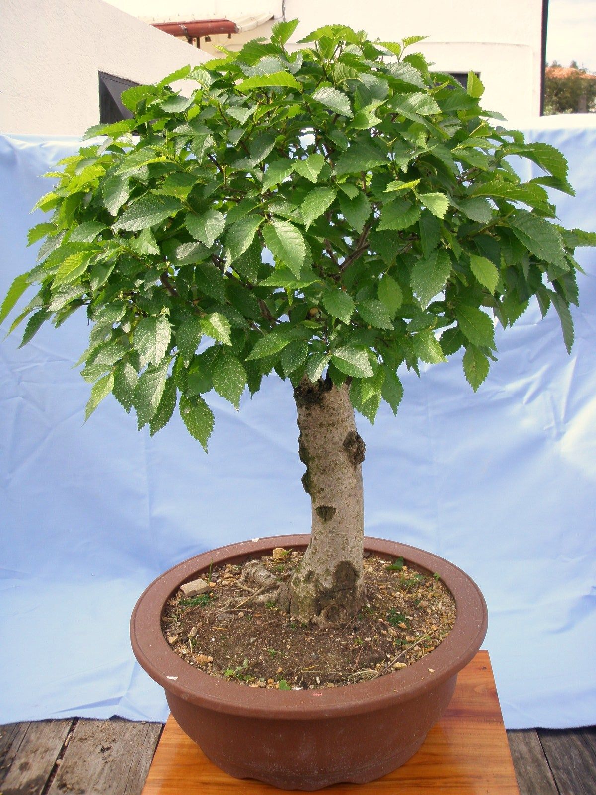 Zelkova Serrata.