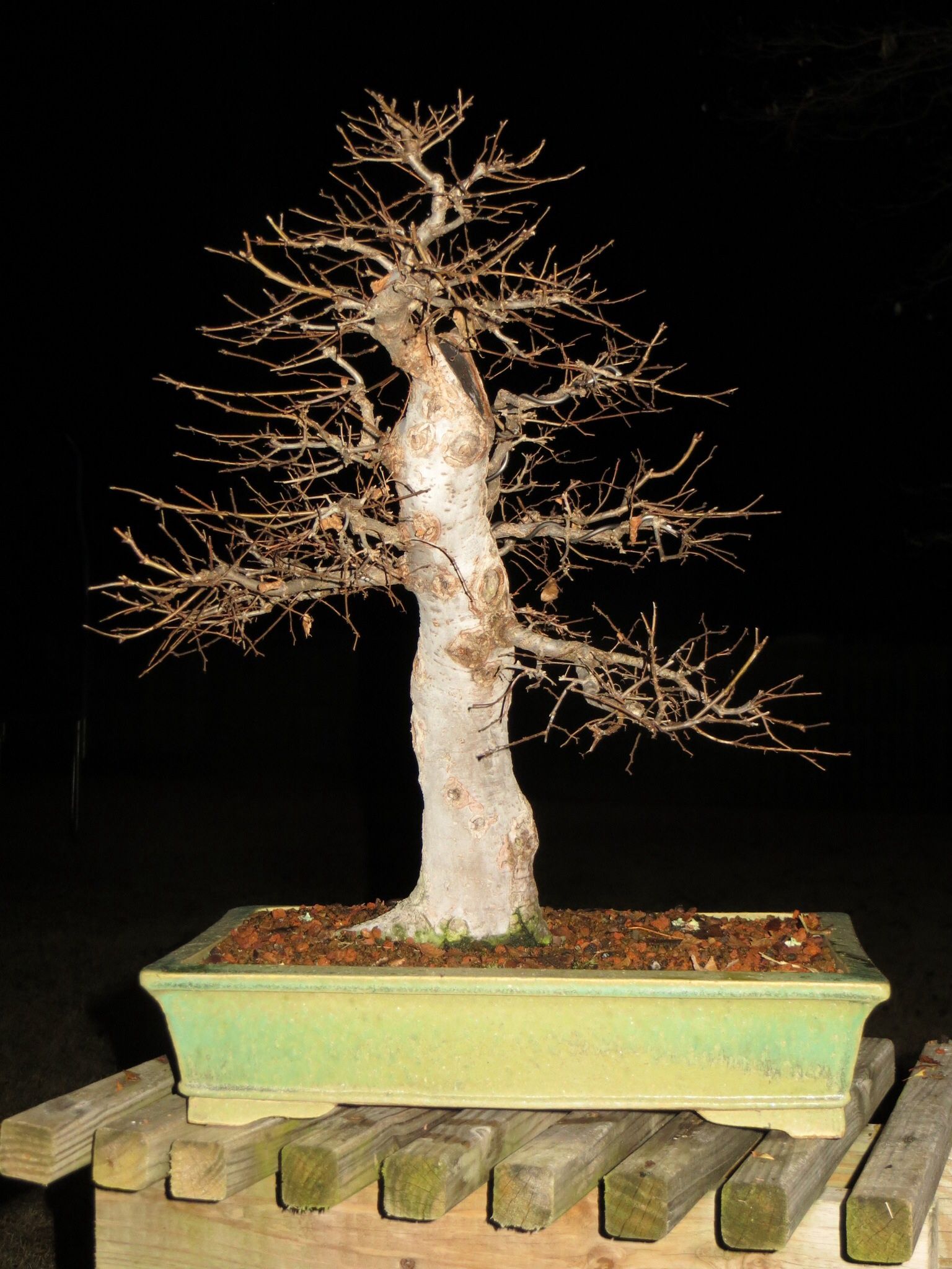 Zelkova