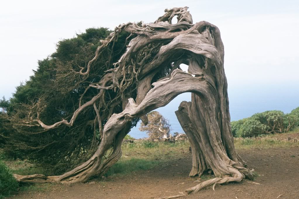 El_Hierro_Sabinarmodelforbonsai_zpsf2241d9c.jpg