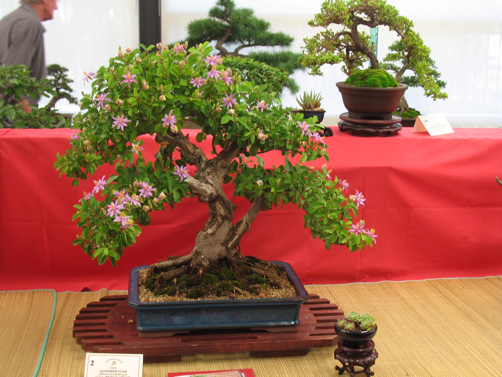 grewia+bonsai.JPG