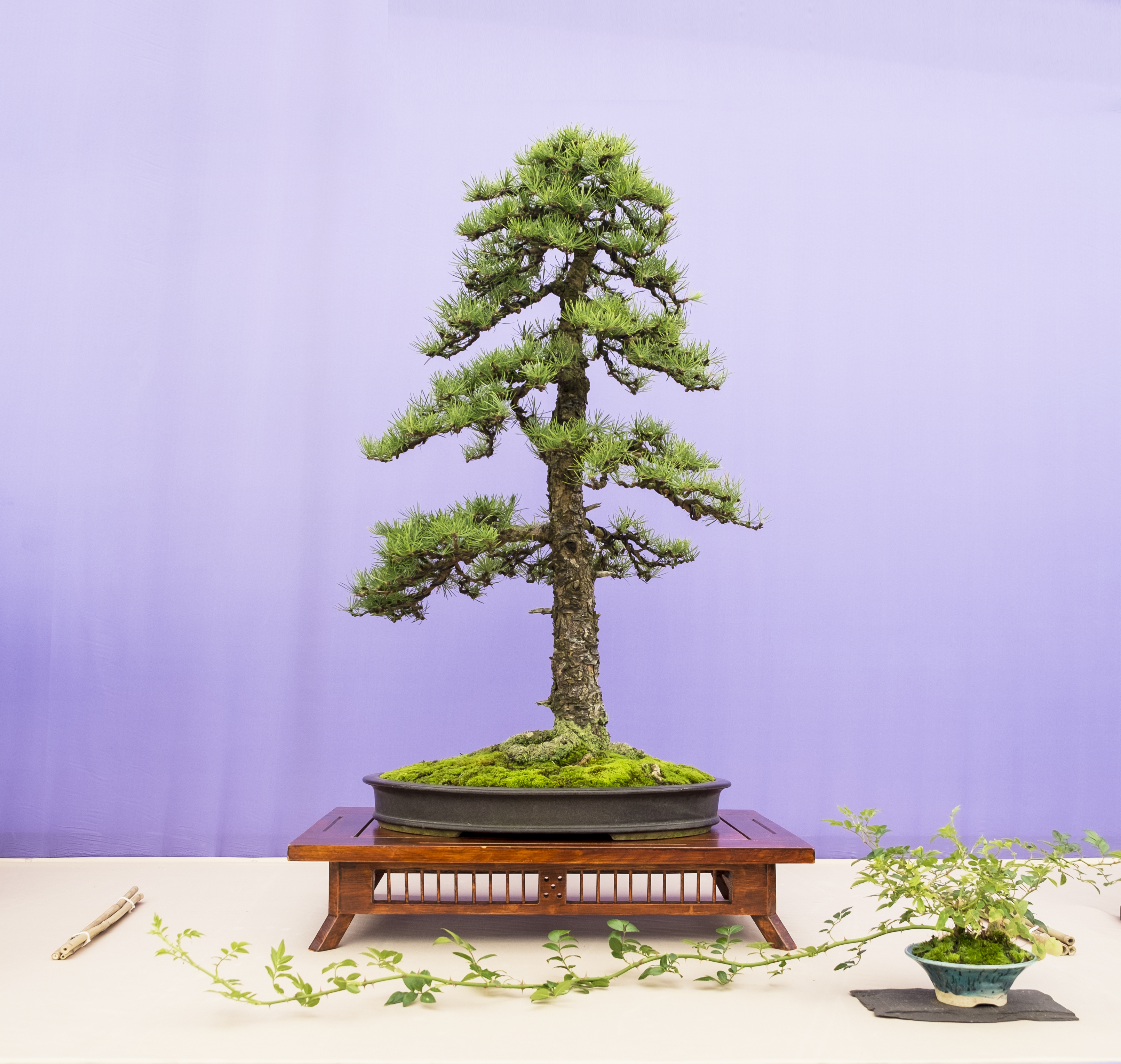 www.nibonsai.co.uk