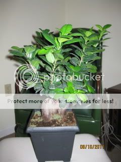 Ficus002.jpg