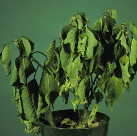 hort.extension.wisc.edu