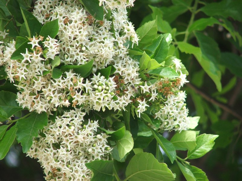 Ehretia_anacua_flowers.jpg