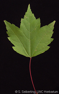 Acer_rubrum_leaf03.jpg