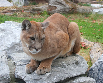 330px-Cougar_25.jpg