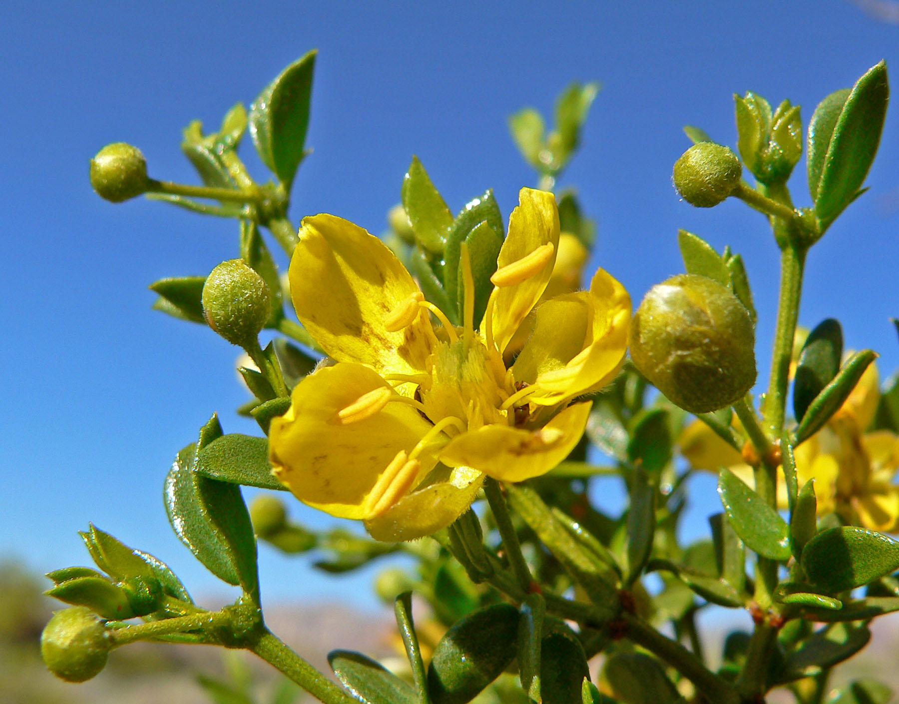 Larrea_tridentata_3.jpg