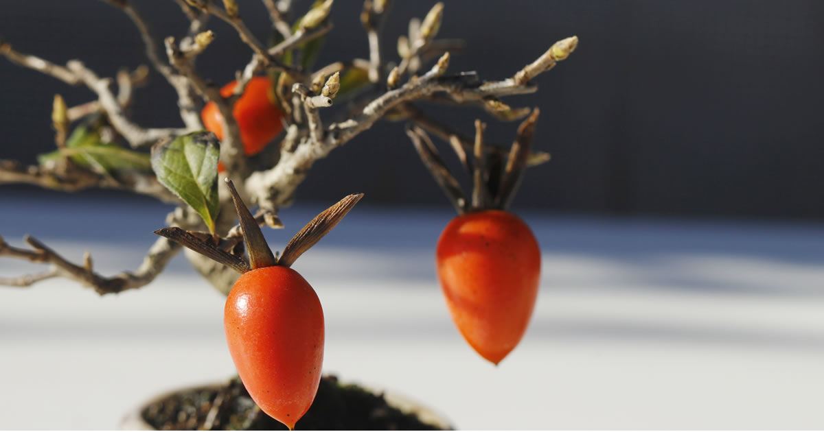 bonsai.shinto-kimiko.com