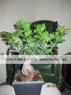 Ficus001.jpg