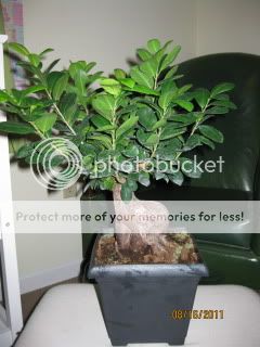 Ficus004.jpg