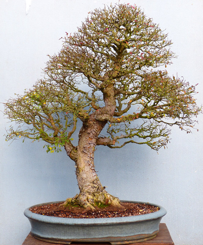 www.kaizenbonsai.com