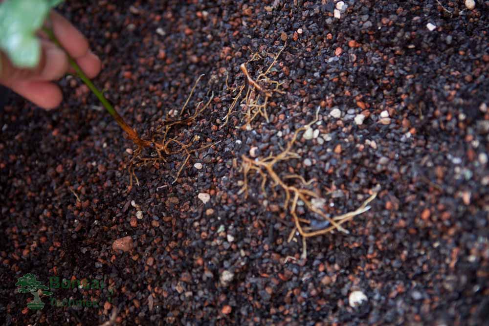 www.growingbonsai.net