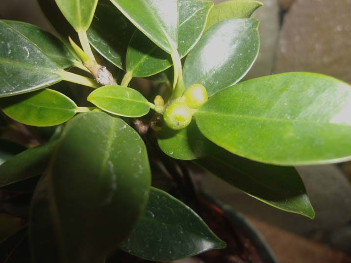 ficus2_zpsoxsbpk69.jpg