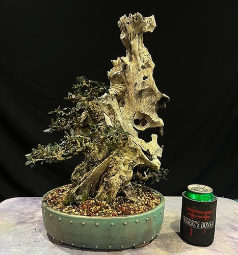 www.wigertsbonsai.com