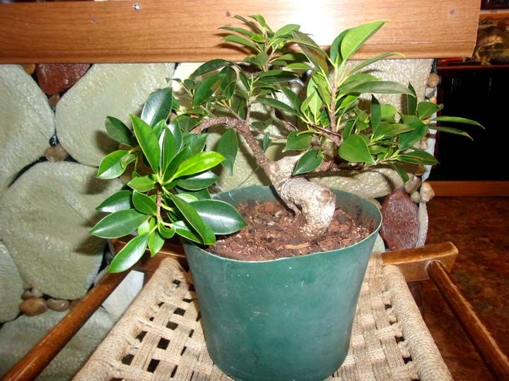 ficus1_zpsgrwvqfcq.jpg