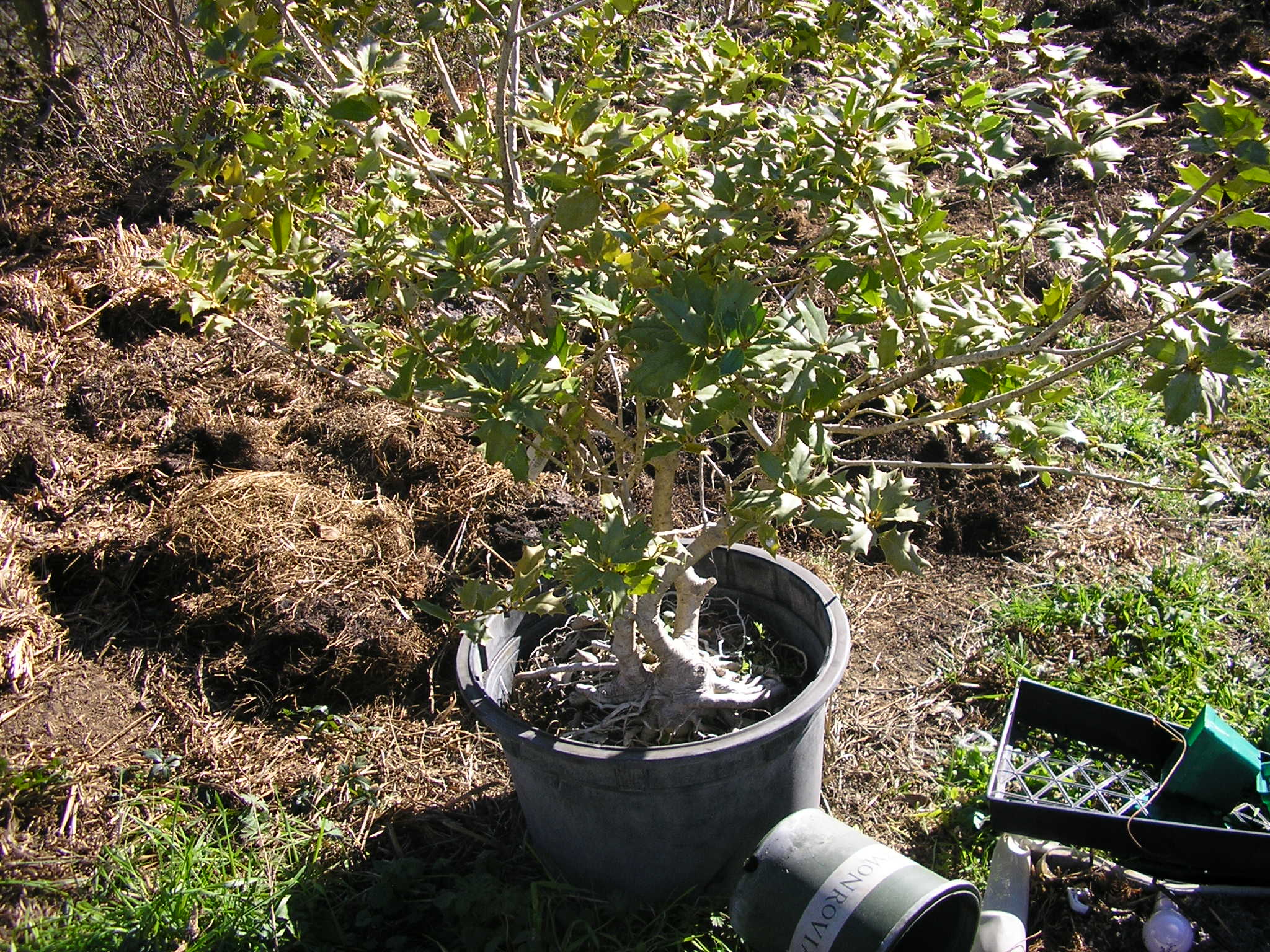 p2124228_021215.jpg