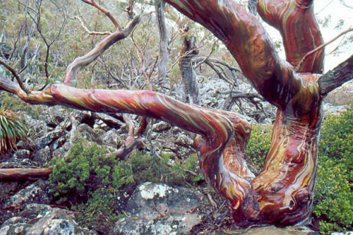 Eucalyptus-coccifera-Tasmanian-Snow-Gum-60-Seeds