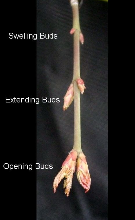 buds%20200206%20013%20text.jpg