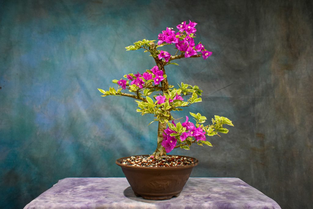 www.wigertsbonsai.com