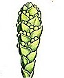 juniperus_sabina.drawing-3.jpg