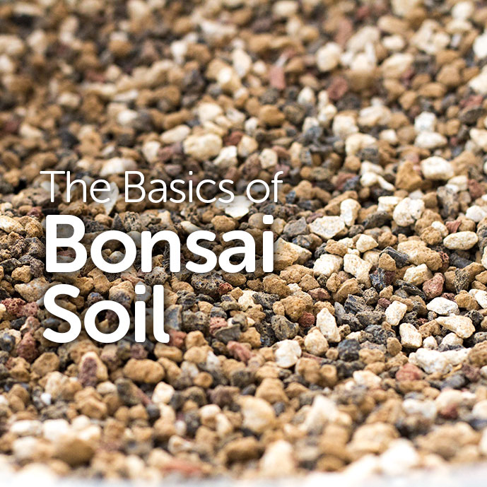 www.basicbonsai.com