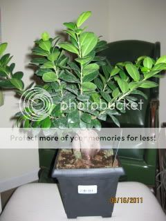 Ficus003.jpg