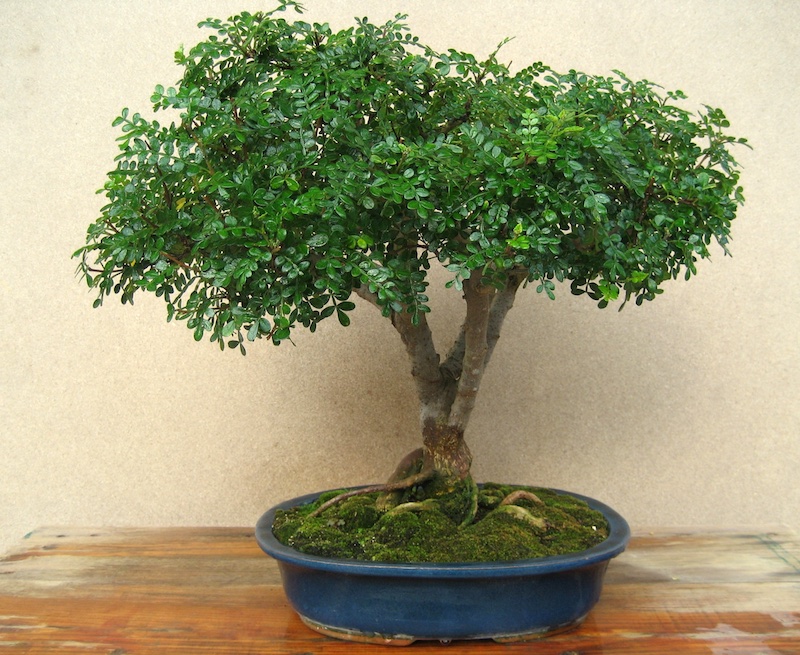 bonsai-zanthoxylum-pepper.jpeg