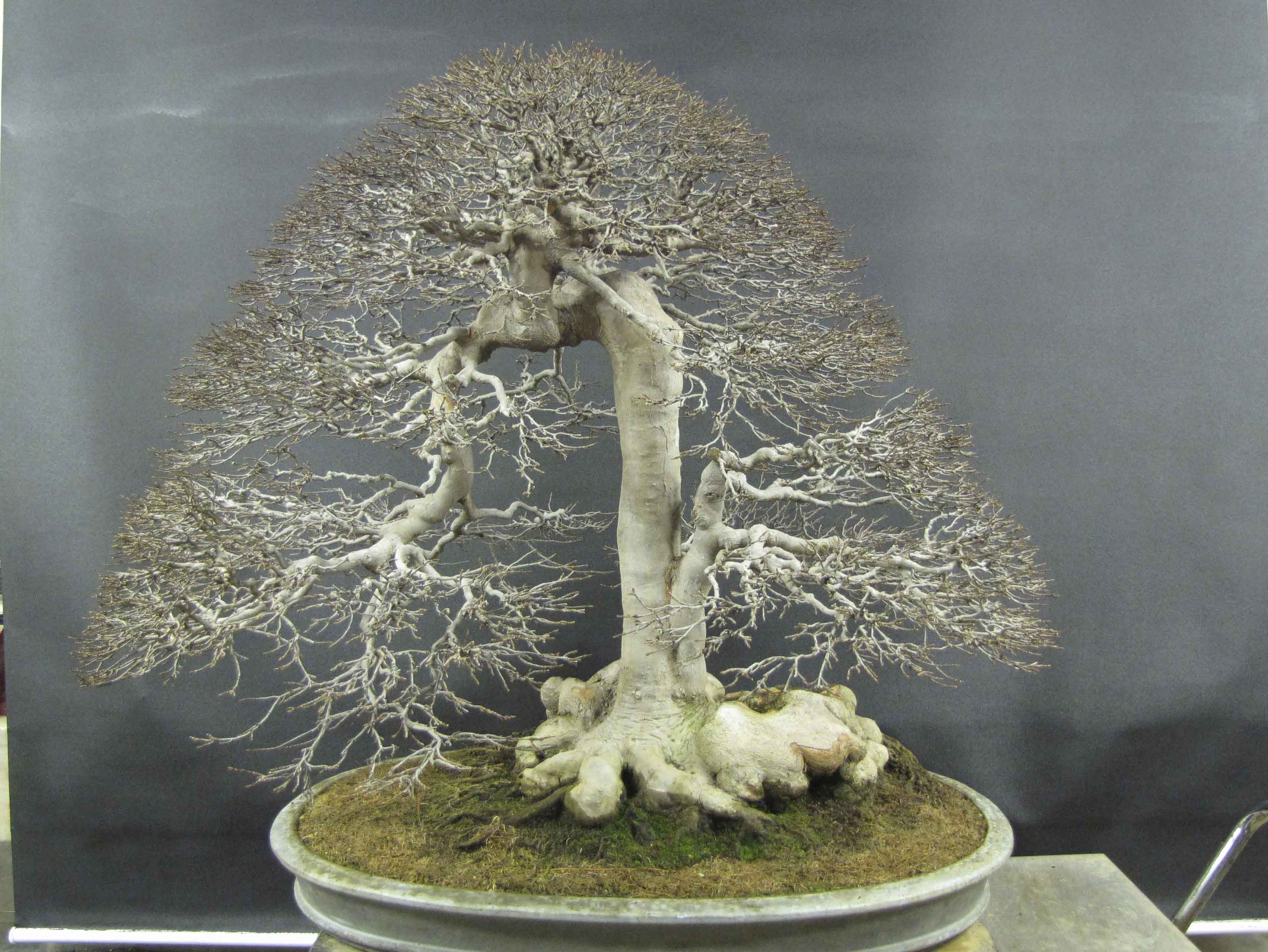 trident-maple.jpg