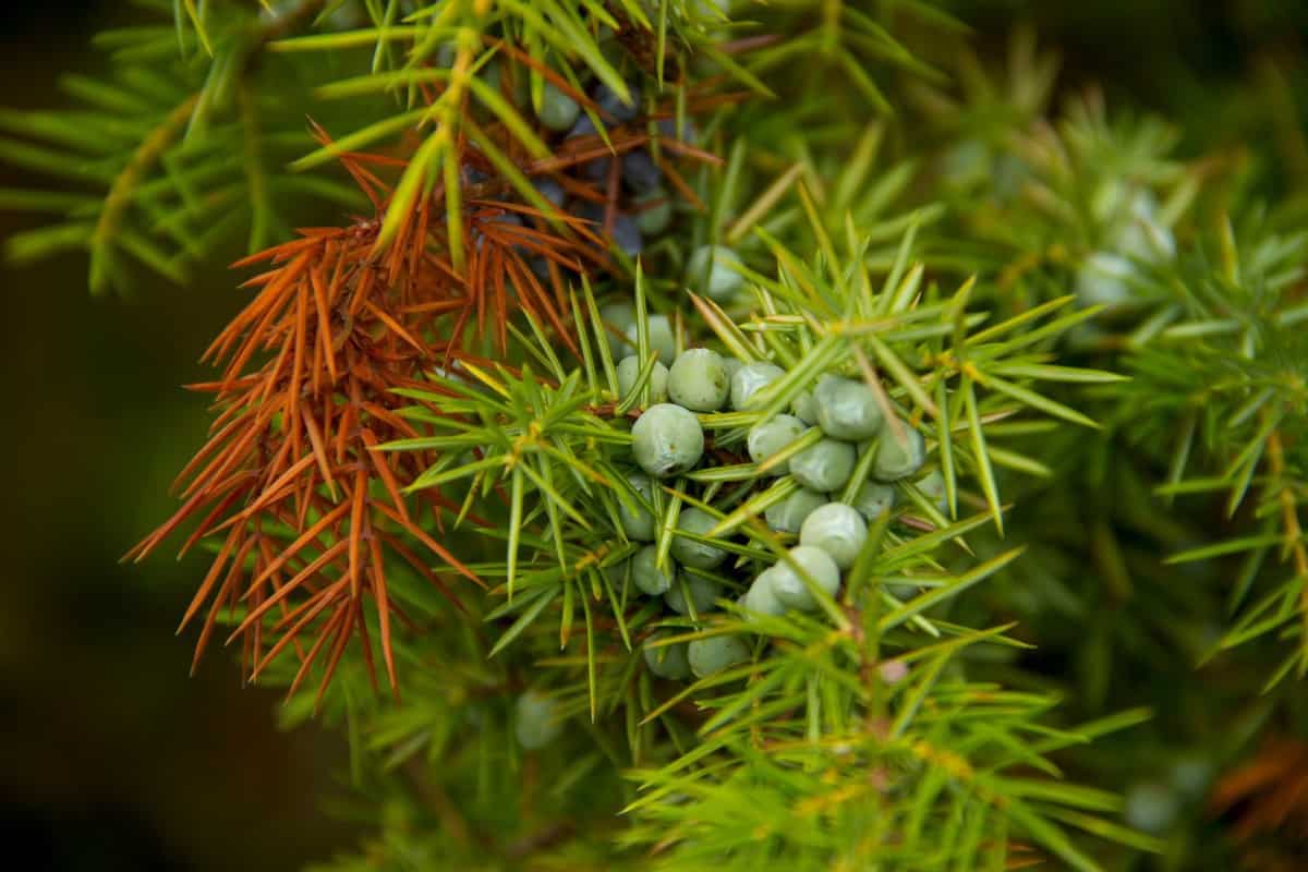 growyourbonsai.com
