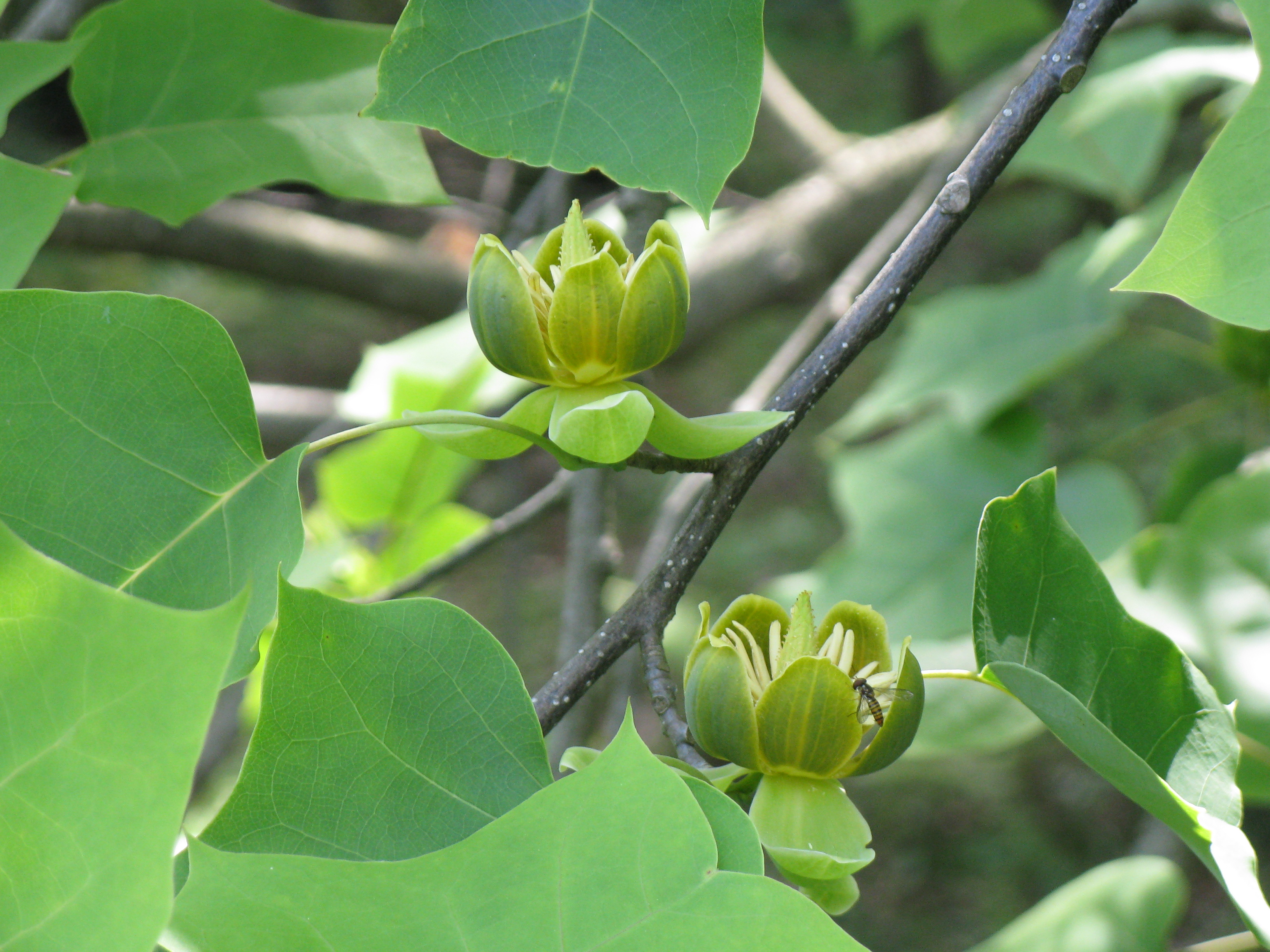 Liriodendron_chinense1.jpg