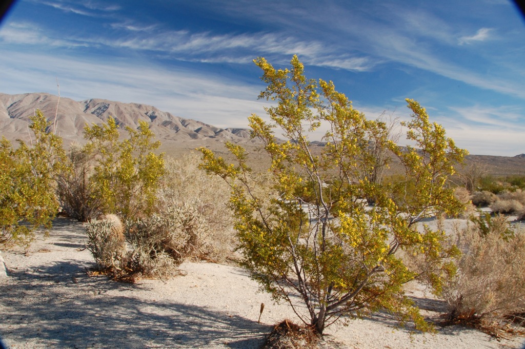 dsc_0276-creosote-bush.jpg