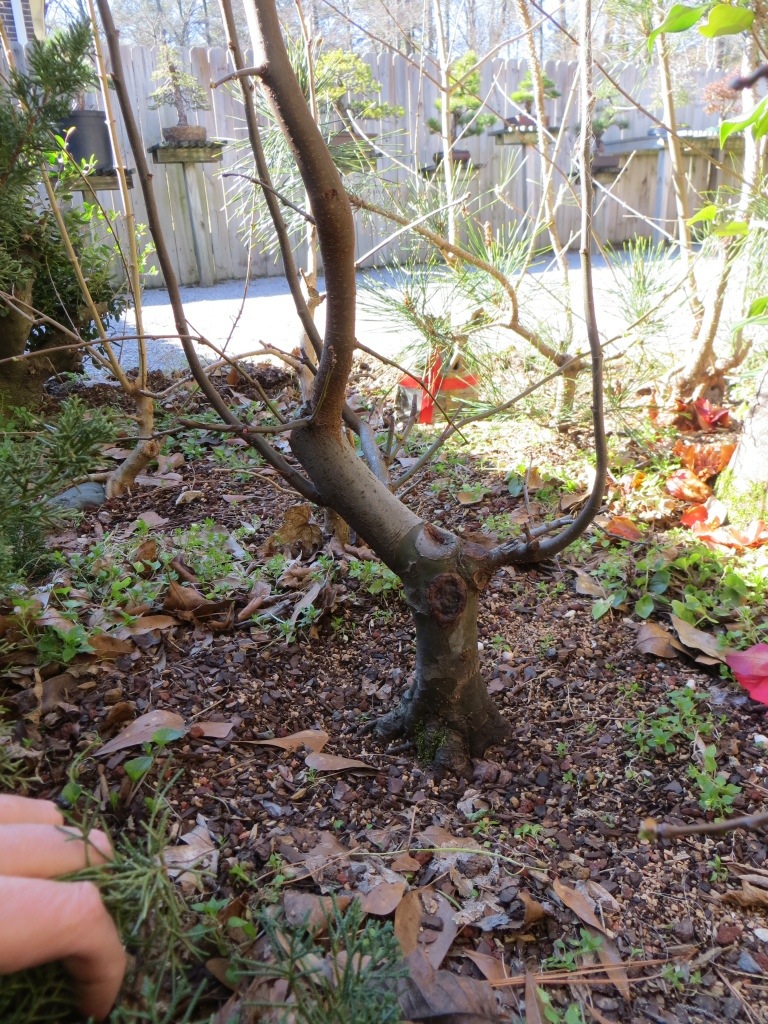 nebaribonsai.wordpress.com