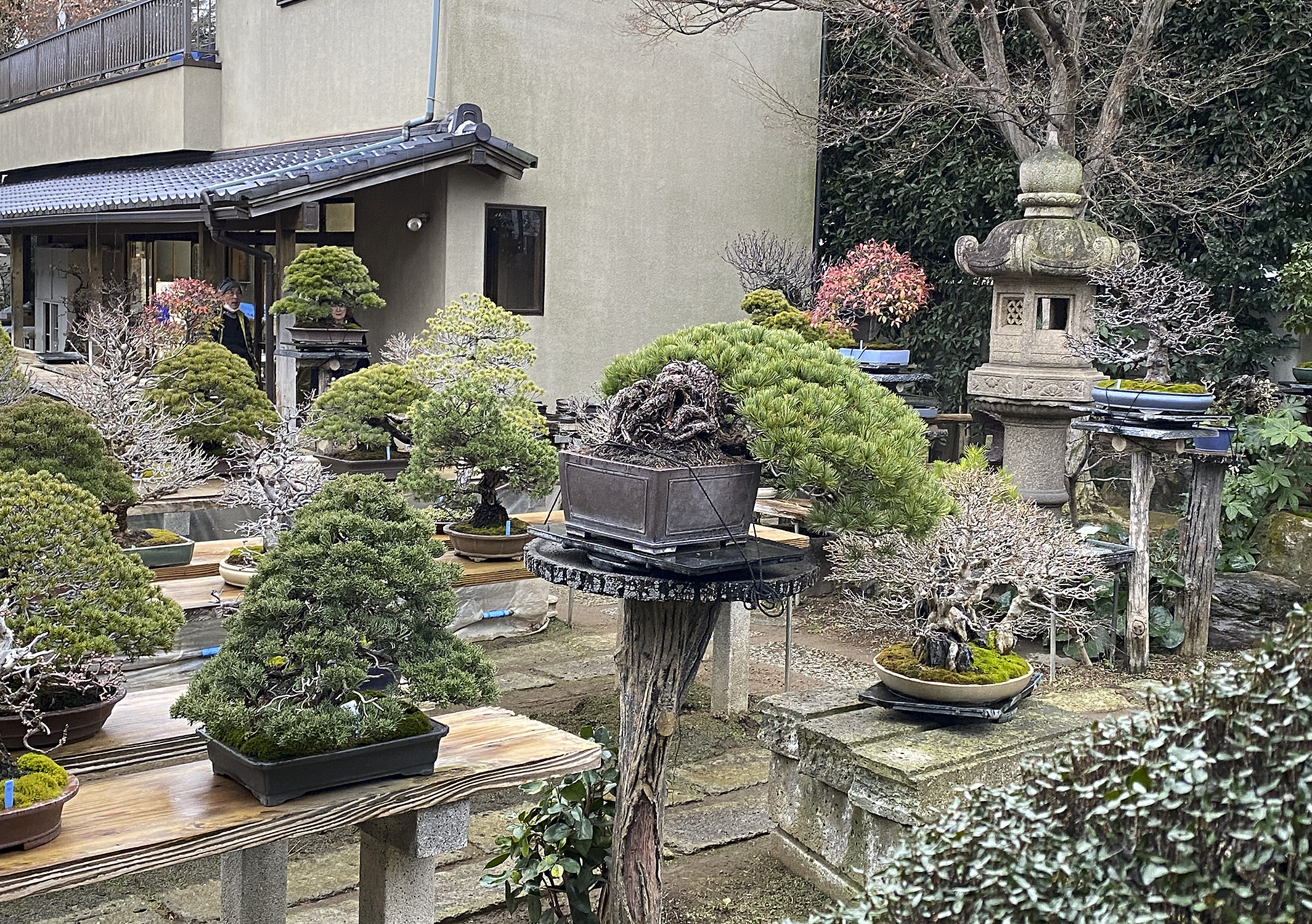 valavanisbonsaiblog.com