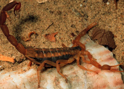 texasinsects.tamu.edu