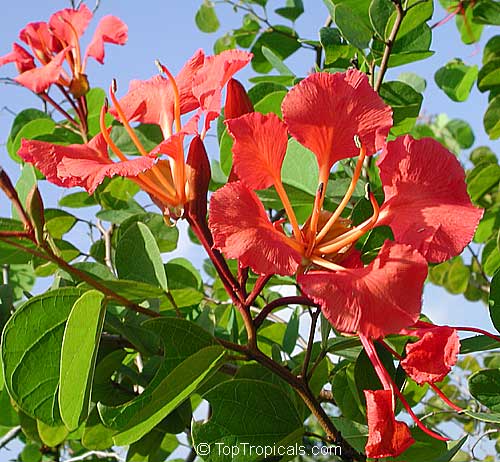 toptropicals.com