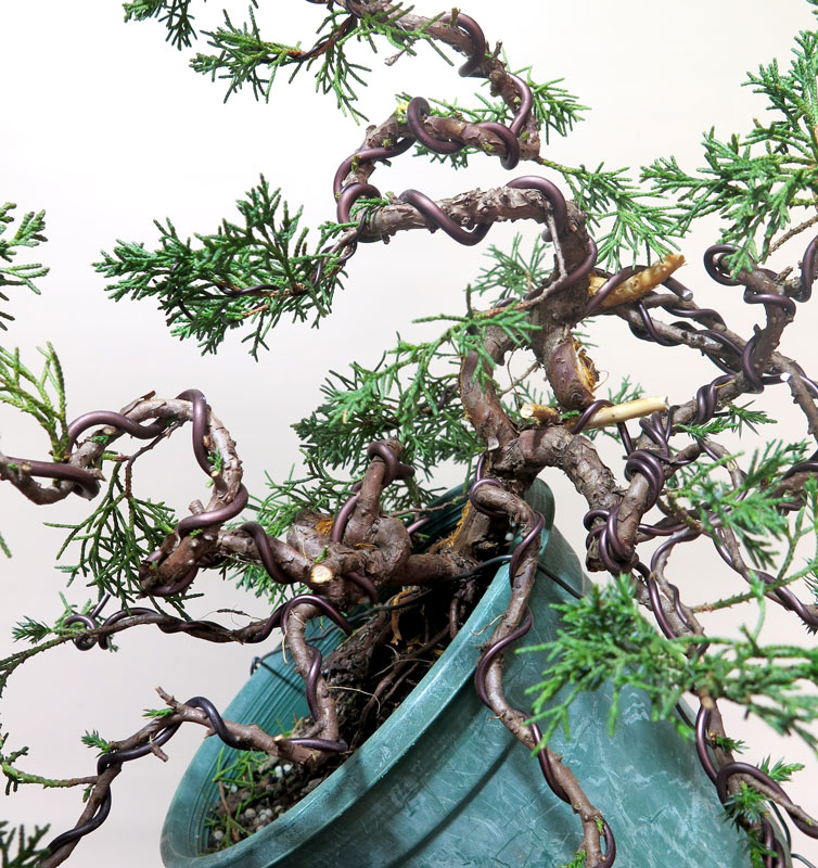 nichigobonsai.com