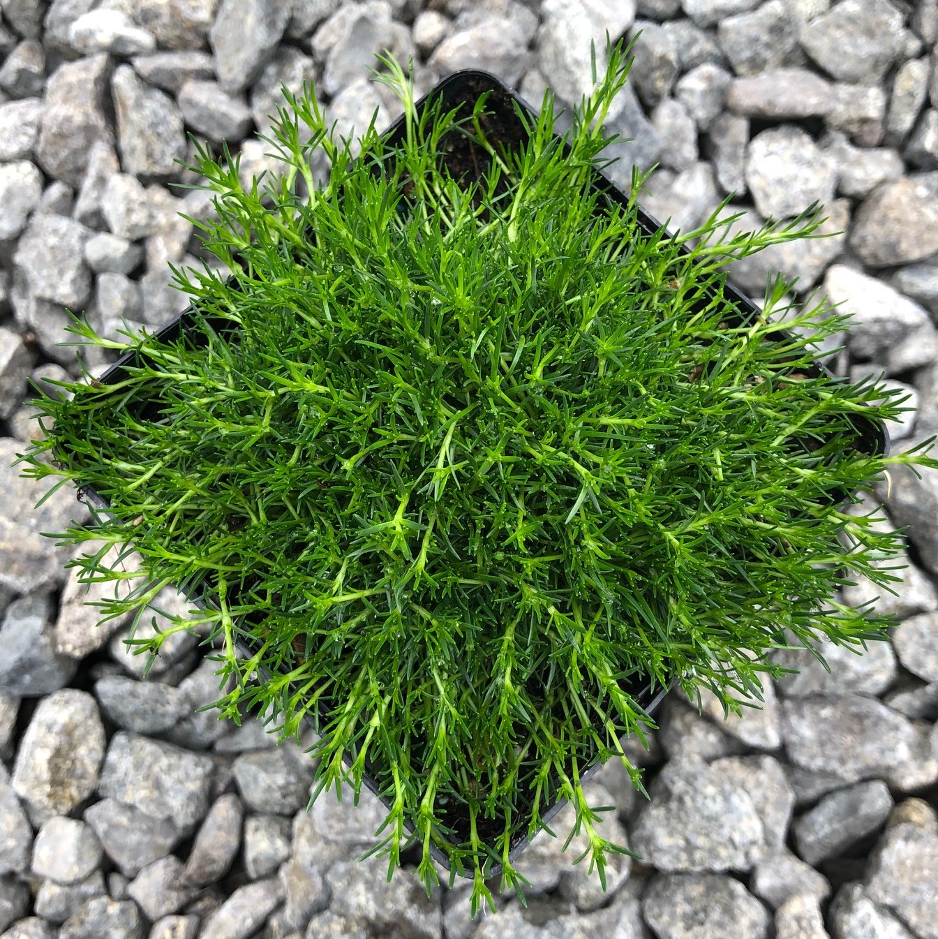 littleprinceplants.com