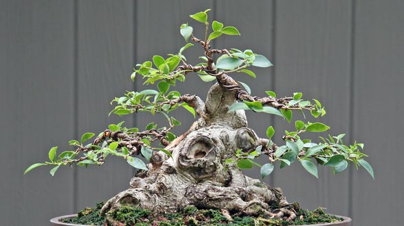 ficus-bonsai-tree3.jpg