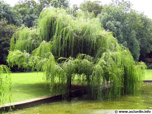 salix-babylonica-600x450.webp