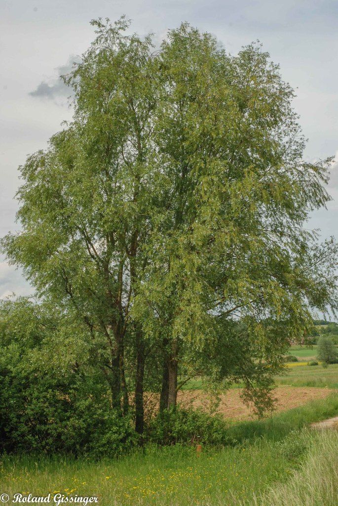 ob_c28002_salix-cinerea-arb-sang-dsc-0152-2.jpg