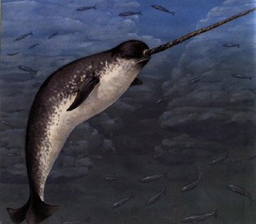 animal_narwhal.jpg