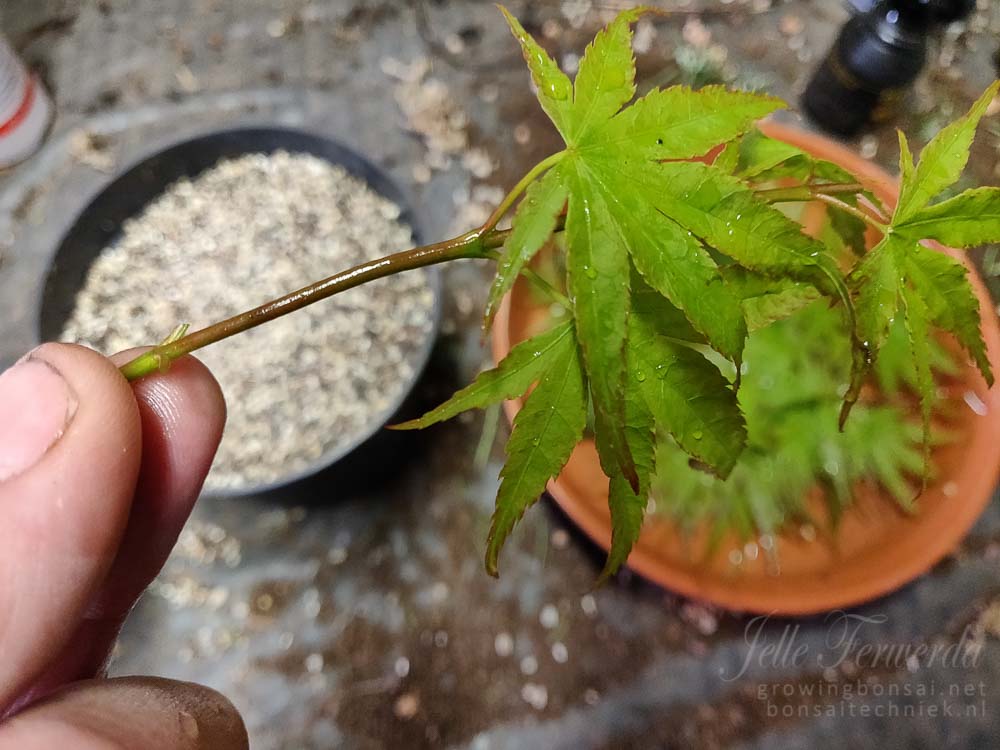 www.growingbonsai.net